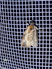 Olethreutes inornatana