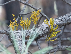 Arceuthobium vaginatum cryptopodum