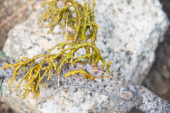 Arceuthobium vaginatum cryptopodum