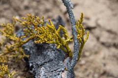 Arceuthobium vaginatum cryptopodum