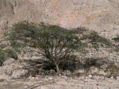 Vachellia macracantha