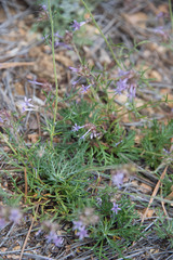 Ipomopsis multiflora