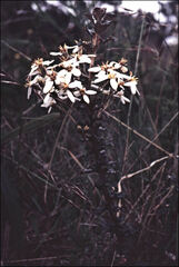 Olearia erubescens