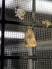 Mesapamea fractilinea