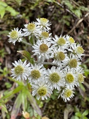 Anaphalioides trinervis