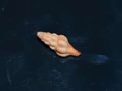 Triplofusus giganteus