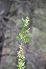 Ptelea trifoliata