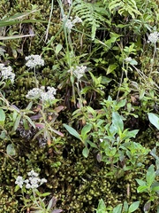 Anaphalioides trinervis