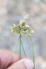Cyperus squarrosus
