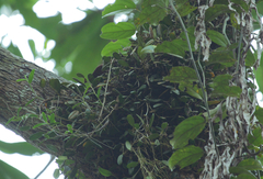 Bulbophyllum