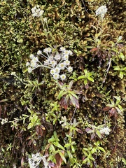 Anaphalioides trinervis