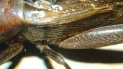 Teleogryllus