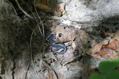 Ambystoma talpoideum