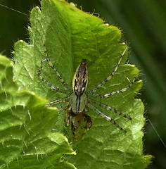 Peucetia rubrolineata