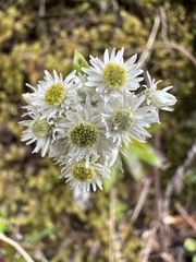 Anaphalioides trinervis