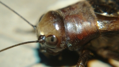 Teleogryllus