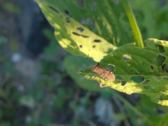 Hypselonotini