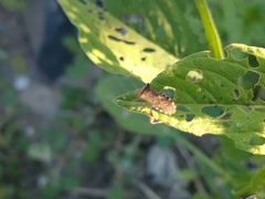 Hypselonotini