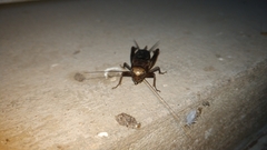 Teleogryllus