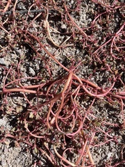 Trianthema portulacastrum