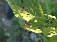 Hypselonotini