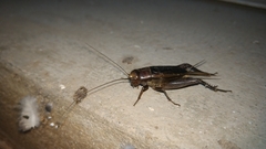 Teleogryllus