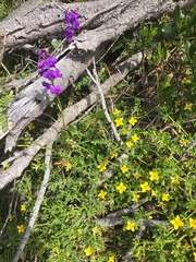 Roepera billardierei