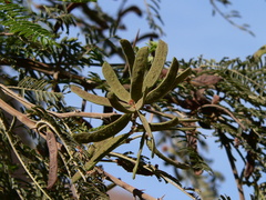 Vachellia macracantha