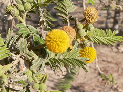 Vachellia macracantha