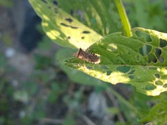 Hypselonotini