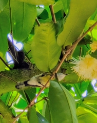 Leptocoma calcostetha