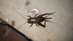 Teleogryllus