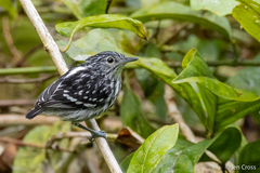 Amazonian Streaked Antwren photo 3