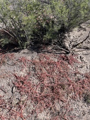 Trianthema portulacastrum