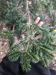 Abies cilicica