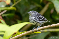 Amazonian Streaked Antwren photo 2