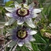 Bluecrown Passionflower - Photo (c) Elena Ferreira, some rights reserved (CC BY-NC), uploaded by Elena Ferreira