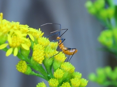 Zelus longipes