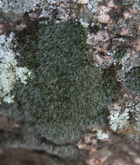 Grimmia