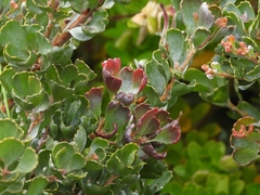 Adenanthos cuneatus