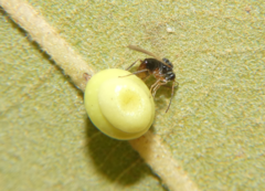 Synergini