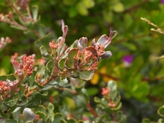 Adenanthos cuneatus