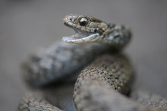 Storeria storerioides