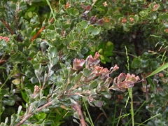 Adenanthos cuneatus
