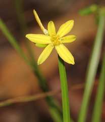 Tricoryne anceps pterocaulon