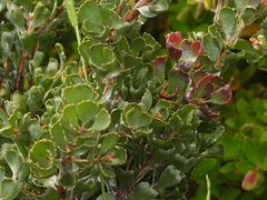 Adenanthos cuneatus