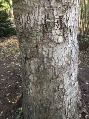 Abies cilicica