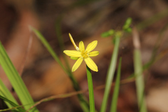 Tricoryne anceps pterocaulon