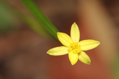 Tricoryne anceps pterocaulon