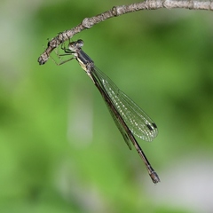 Lestes